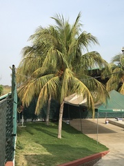 Arecaceae