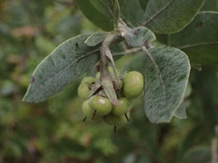 Arctostaphylos nortensis