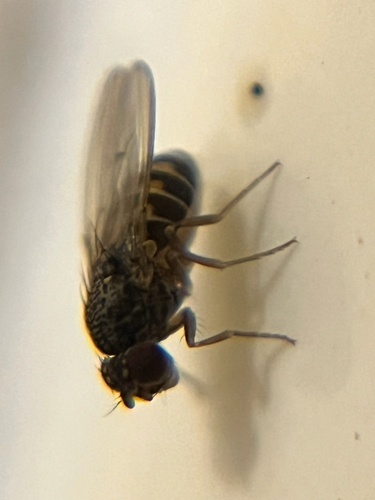 Drosophila hydei observed 2026-10-09
