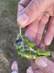 Dysaphis plantaginea