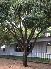 Mangifera indica