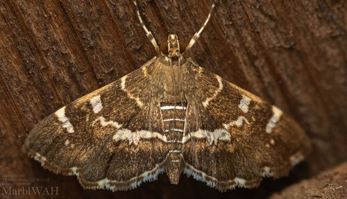 Spotted Beet Webworm Moth