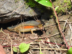 Eutropis multifasciata