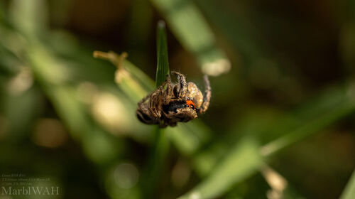 Habronattus coecatus