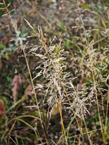 Agrostis gigantea observed 2026-10-08
