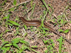 Eutropis multifasciata