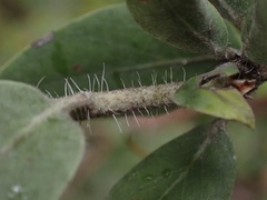 Arctostaphylos nortensis