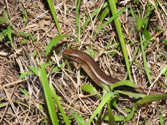 Eutropis multifasciata