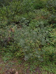 Arctostaphylos nortensis