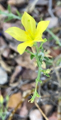 Menodora scabra