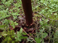 Arctostaphylos nortensis