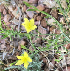 Menodora scabra