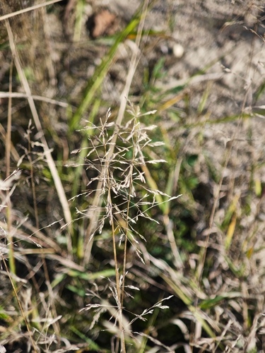 Agrostis gigantea observed 2026-10-08