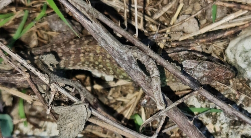 Italian Wall Lizard