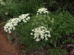 Ligusticum californicum