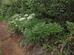 Ligusticum californicum