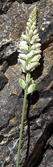Polygala alba