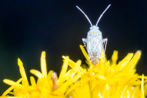 Psallus observed 2026-10-08