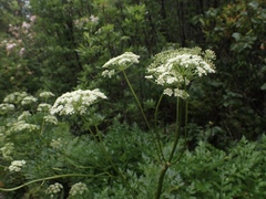 Ligusticum californicum