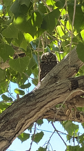 Burrowing Owl