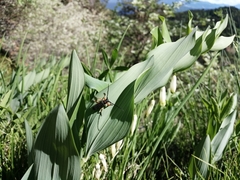 Phytoecia affinis