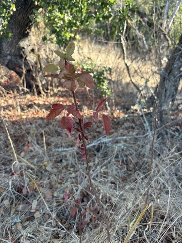 Pacific poison oak seen in Sonoma Valley