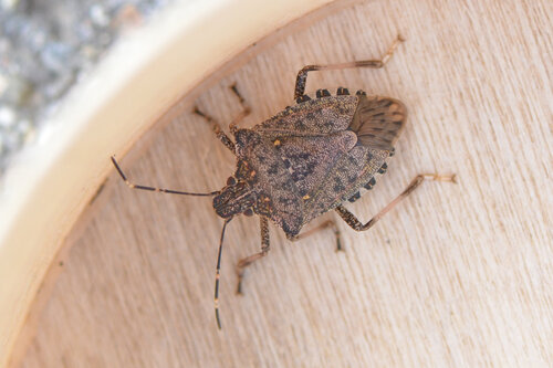 Brown Marmorated Stink Bug