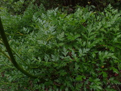Ligusticum californicum