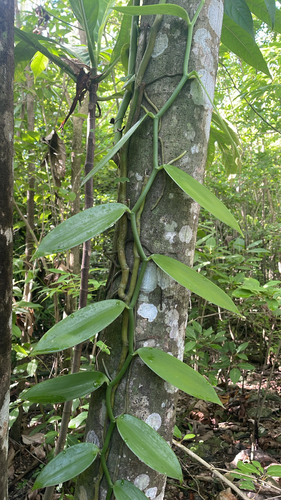 Vanilla planifolia observed 2026-10-08