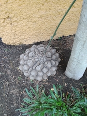 Dioscorea mexicana