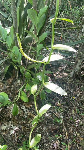 Vanilla planifolia observed 2026-10-08