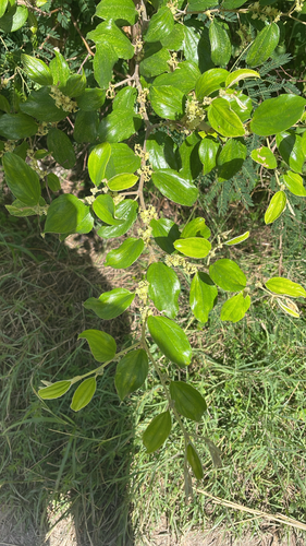 Ziziphus mauritiana observed 2026-10-08