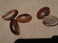 Planchonella sandwicensis