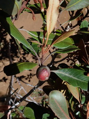 Planchonella sandwicensis