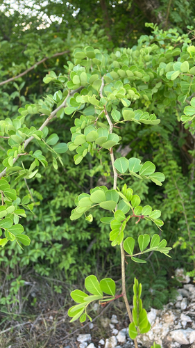 Haematoxylum campechianum observed 2026-10-08