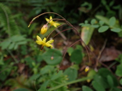 Vancouveria chrysantha