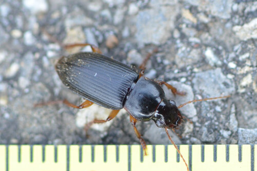 Strawberry Seed Beetle