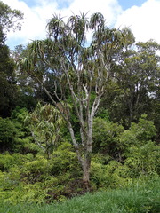 Pleomele aurea