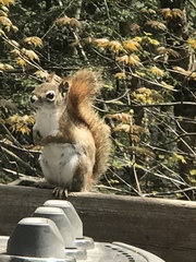 Tamiasciurus hudsonicus