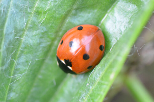 Seven-spotted Lady Beetle