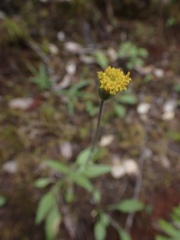 Arnica spathulata