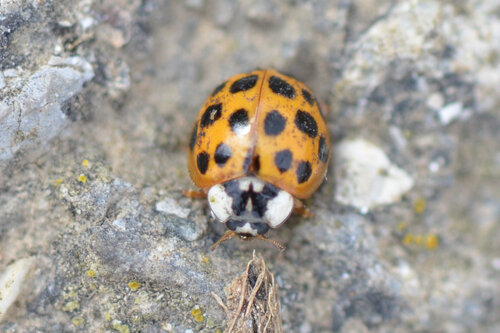 Asian Lady Beetle