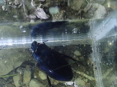 Hydrophilus