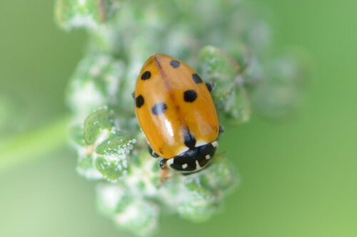 Variegated Lady Beetle