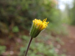 Arnica spathulata