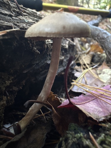 Cortinarius hirtus