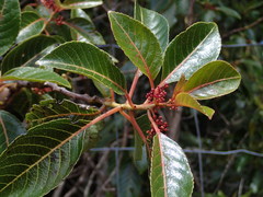 Perrottetia sandwicensis