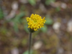 Arnica spathulata