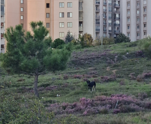 Domestic Dog