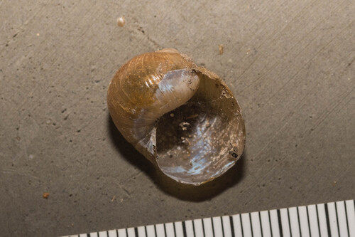 Green Garden Snail